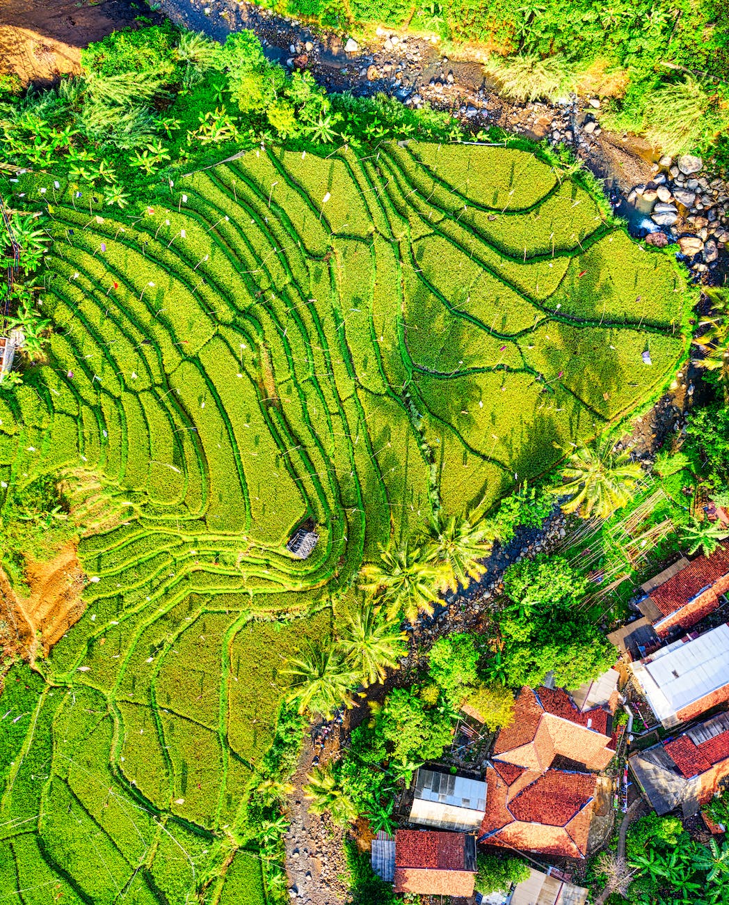 top view photography of green crop field
