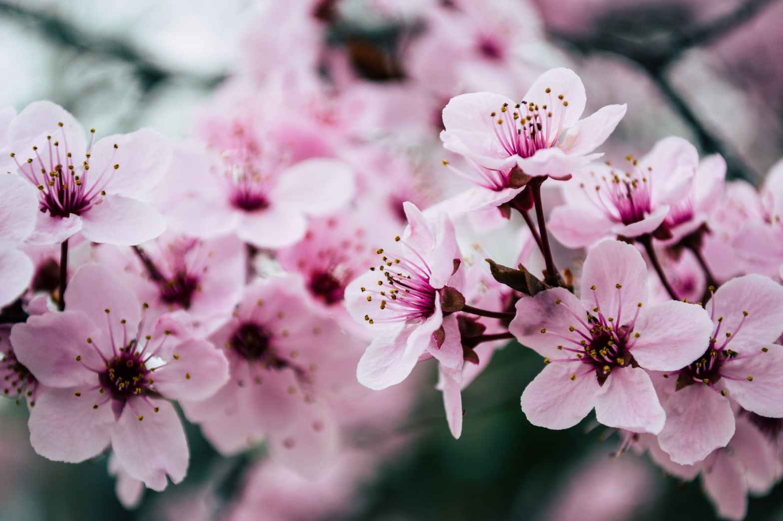 Editorial Decisions: Cherry and Plum Blossoms